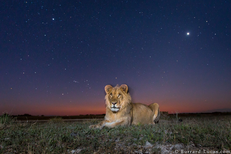 Illustration for article titled 13 Sensational Camera Trap Photos of African Animals At Night